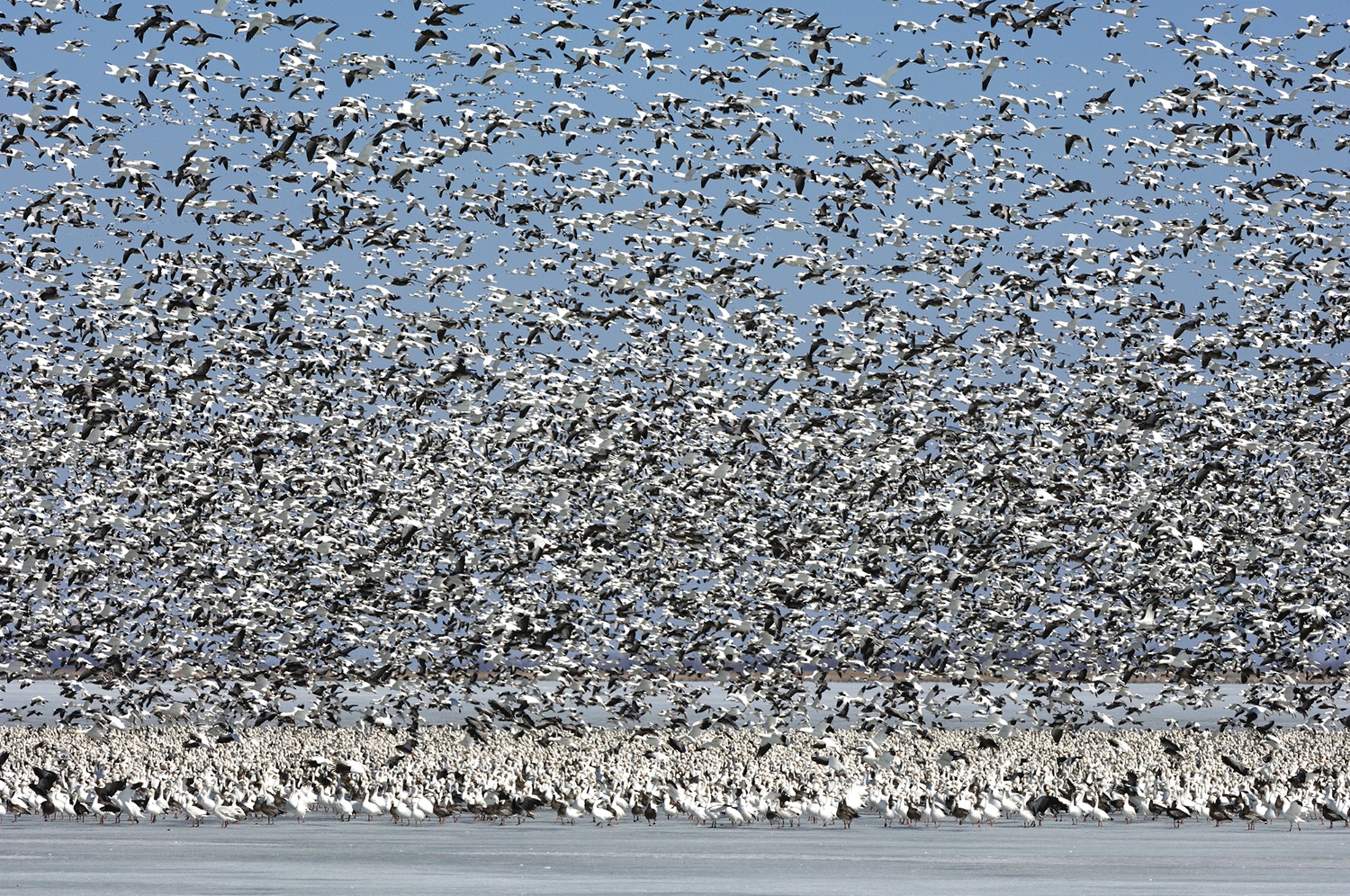 A giant flock of lesser snow geese departs from a frozen marsh during spring migration.